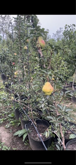 Pomi fructiferi /la Ghiveci/pe Rod