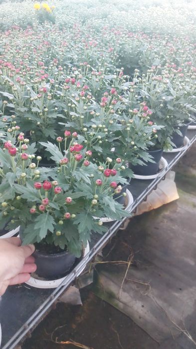 Crizanteme la gĥiveci