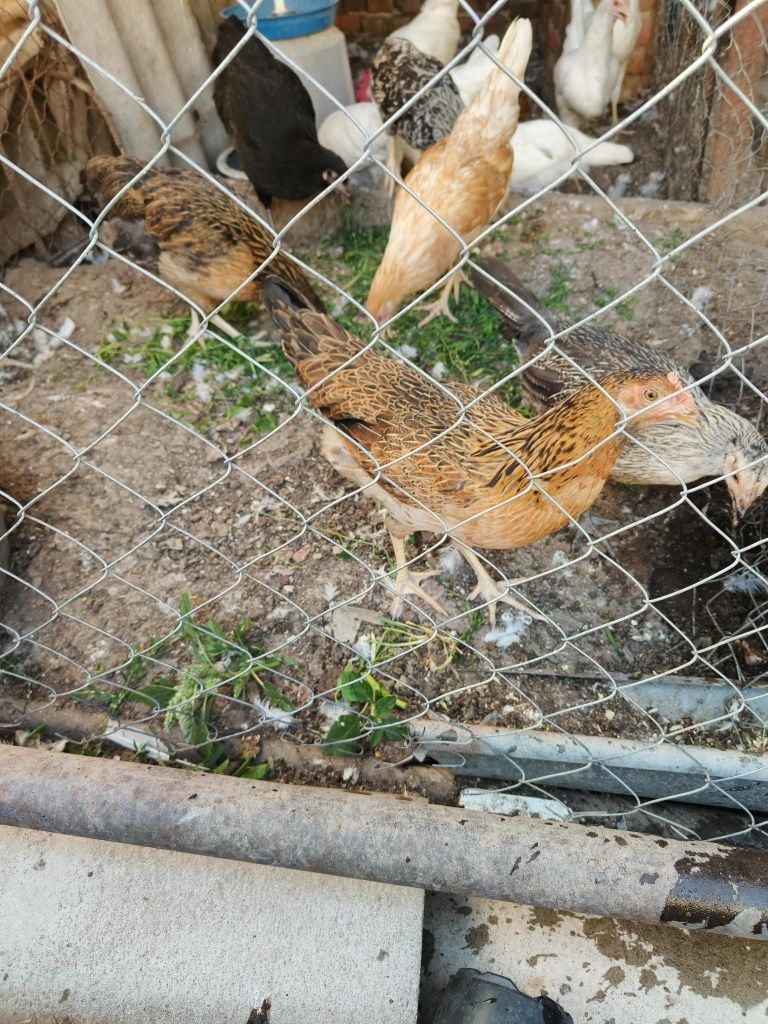 Млади пилета женски
