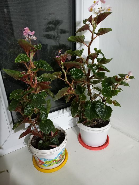 Цветы комнатные по 1000 тг