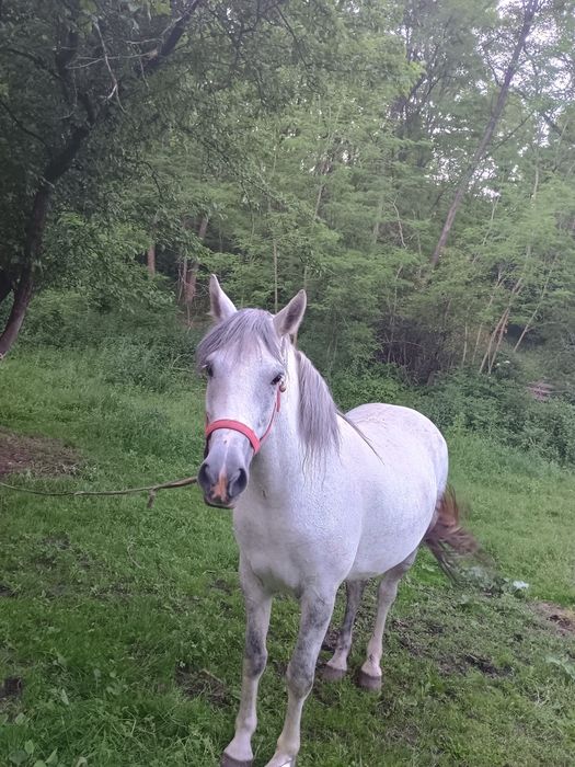 La schimb cu tractor unde e cazul dau diferența