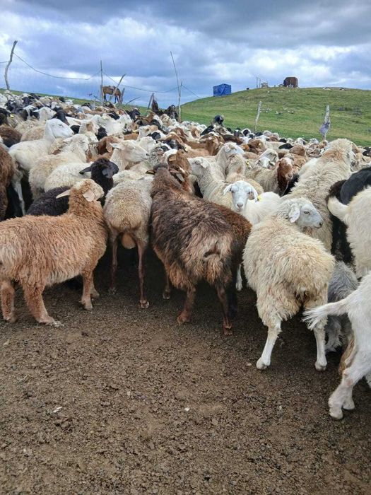Продам скот оптом, Алматы и область
