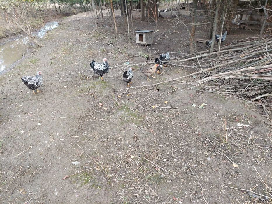De vanzare puicute si cocosi din rasa de gaini wyandotte