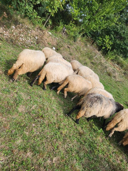 Oi și iede de prasila