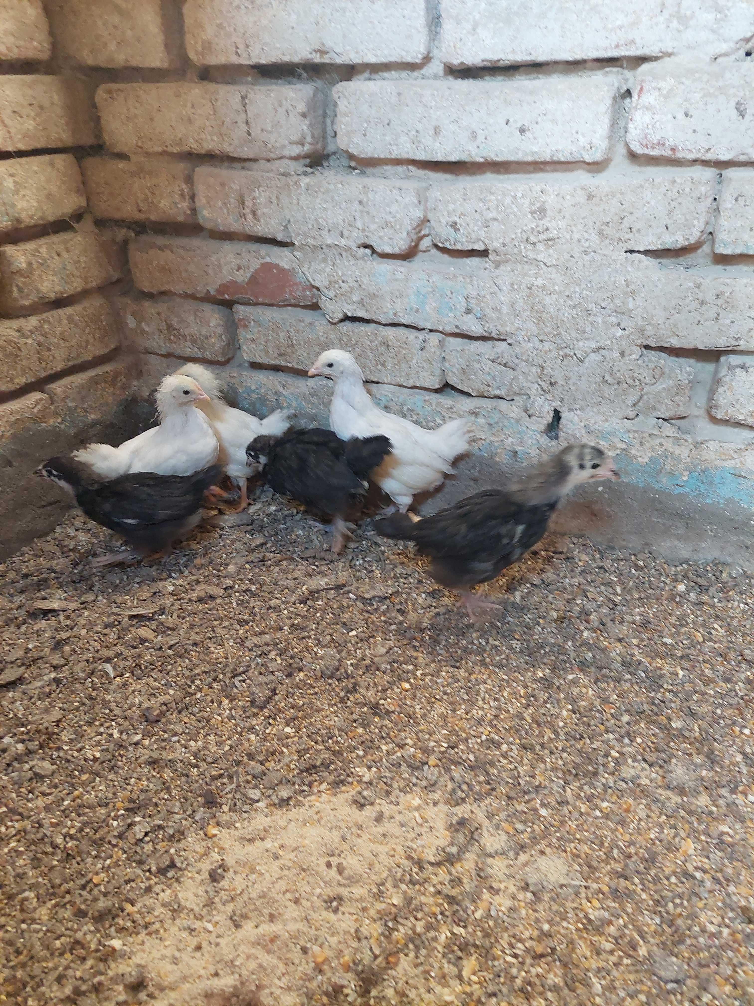Pui de găini australorp negru cu 6-7 săptămâni