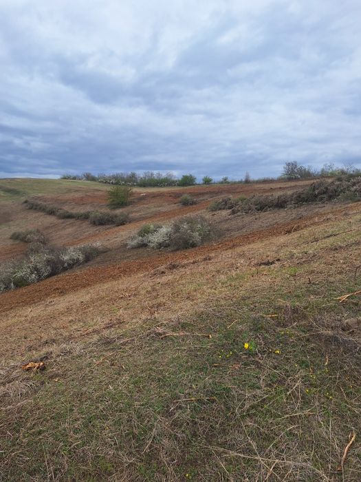 Curatam/Defrisam pasuni