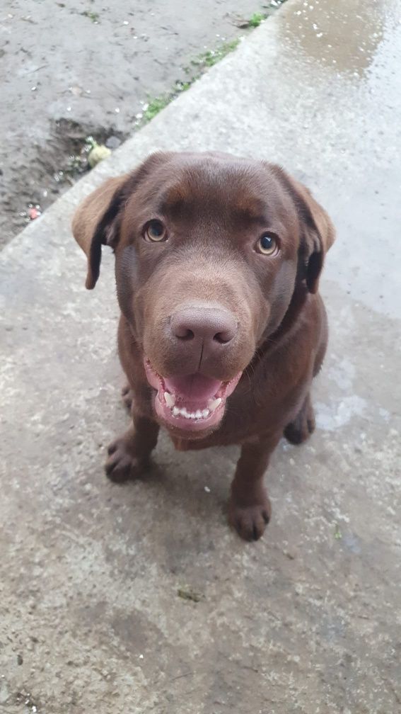 Labrador retriever ciocolatiu