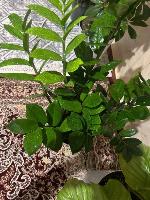 Замиакулькас зелёный