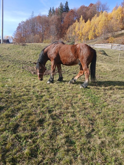Vand cal detalii la telefon