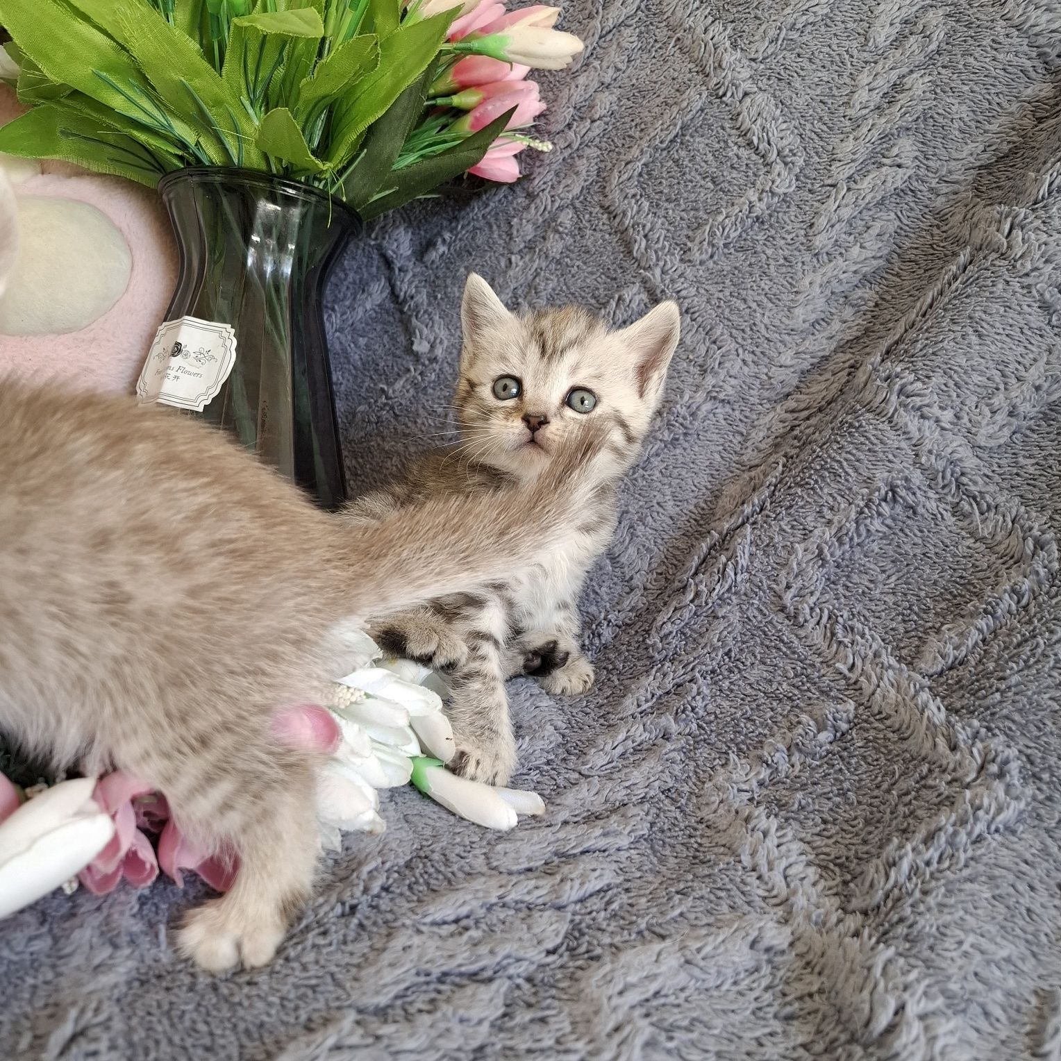 Чистокровные британские котята