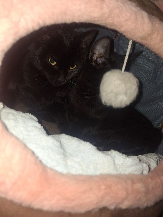 Отдаём котят в добрые руки!