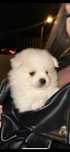 Pui rasa pomeranian alb disponibil