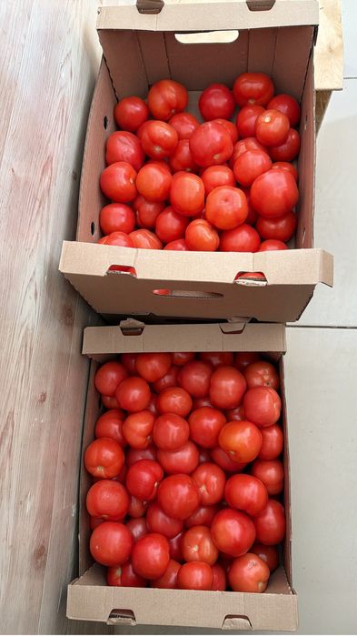 Помидоры тепличные 650 тг