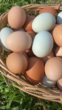 Домашни Яйца от Кокошки