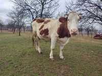Vaca Bălțata Romaneasca