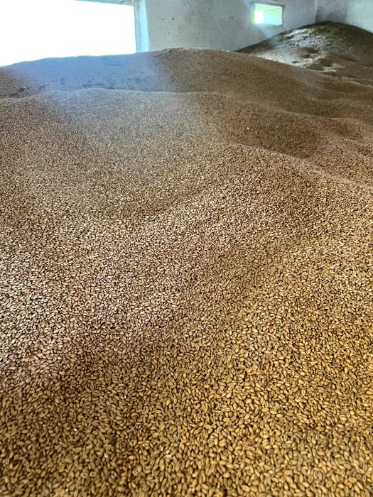 Grâu fără tepe – producție 2025