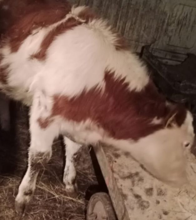 Бык Продан не можем убрать объявление