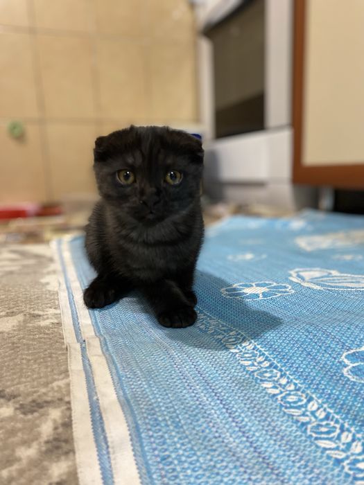 Котёнки 50$ Mushukchalar 50$