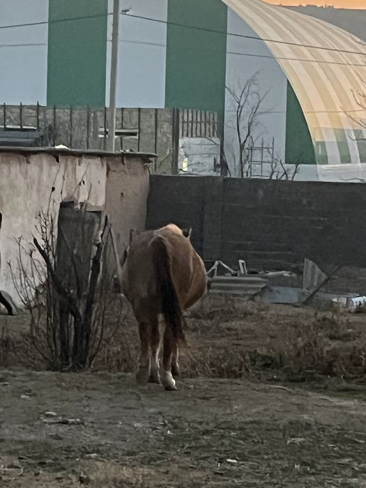 Бойы 170см 3 тен 4шкан