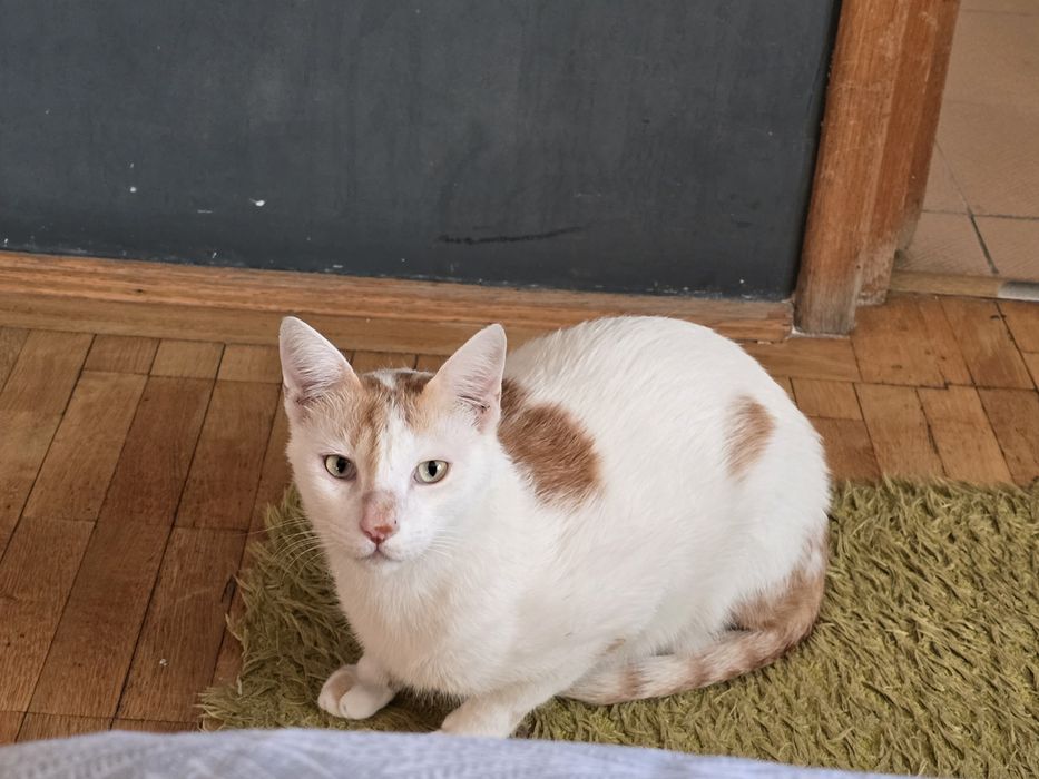 Adoptie motan/pisica castrate