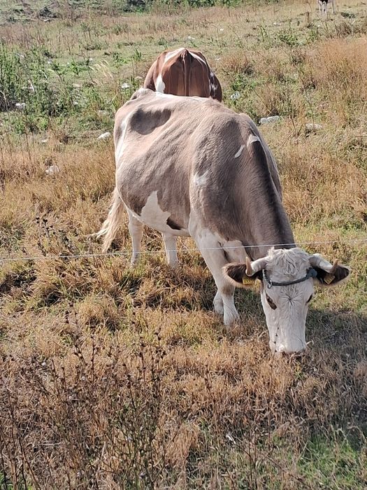 Vând vaca baltata