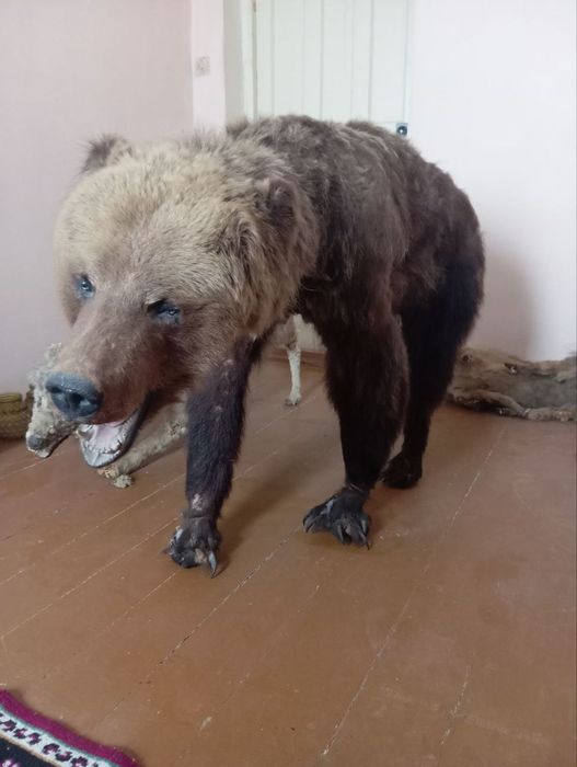 Ччучела медведя продаётся 5 миллионн