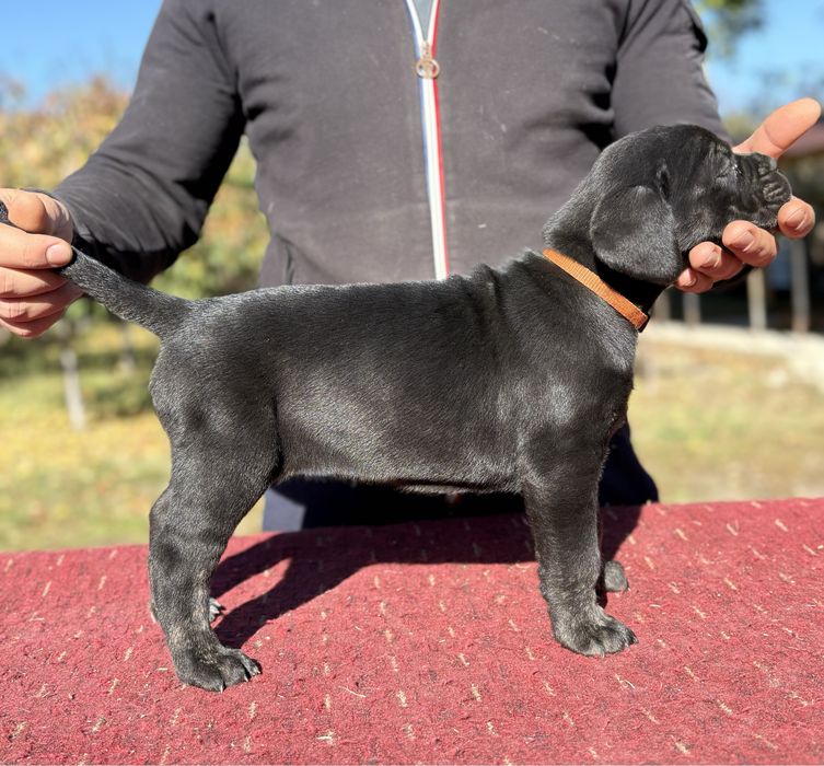 Cane Corso-Pedigree tip A