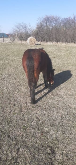 De vânzare mânză de 6 luni