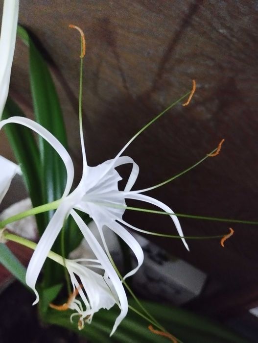 Срочно продам комнатный цветок Гименнокаллис.