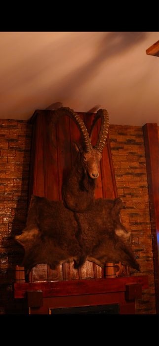 Чучело Сибирского горного козла со шкурой