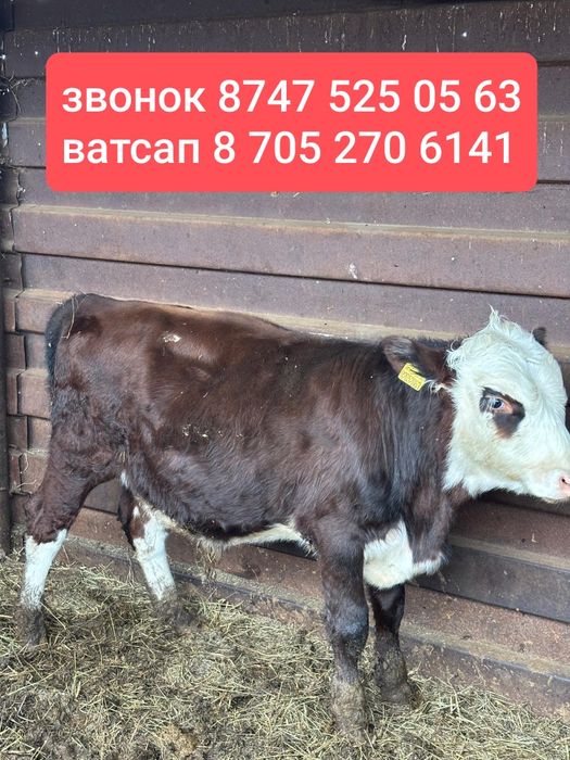 Бычок не кострат, 6 месяцев. 300тыс.тг.Торг есть.