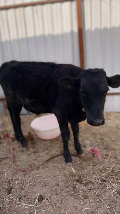 Ёш букача сотилади