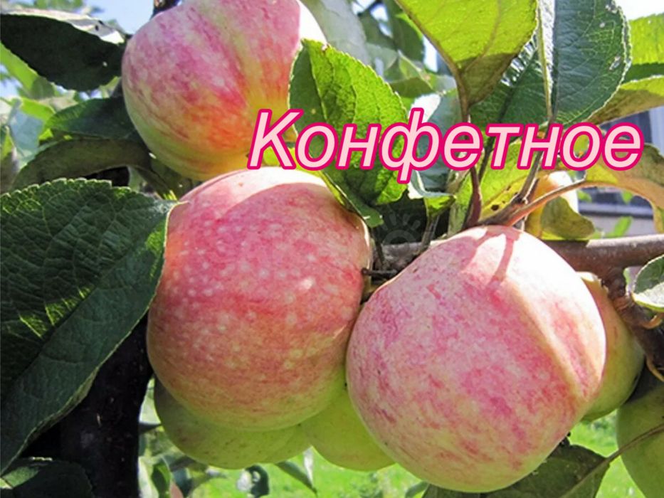 Местные саженцы плодовых