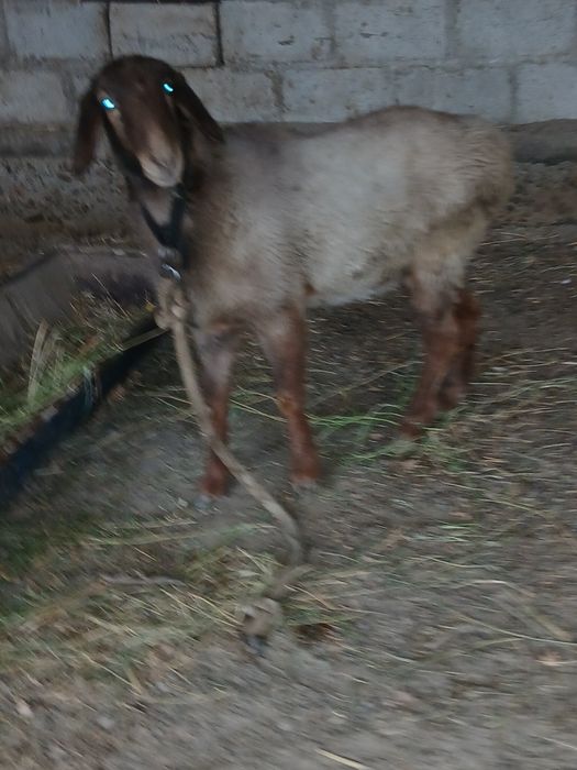 куй йошига тулган шохдор зот