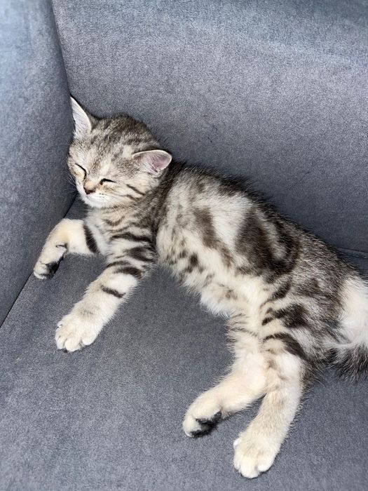 Шотланский кошка