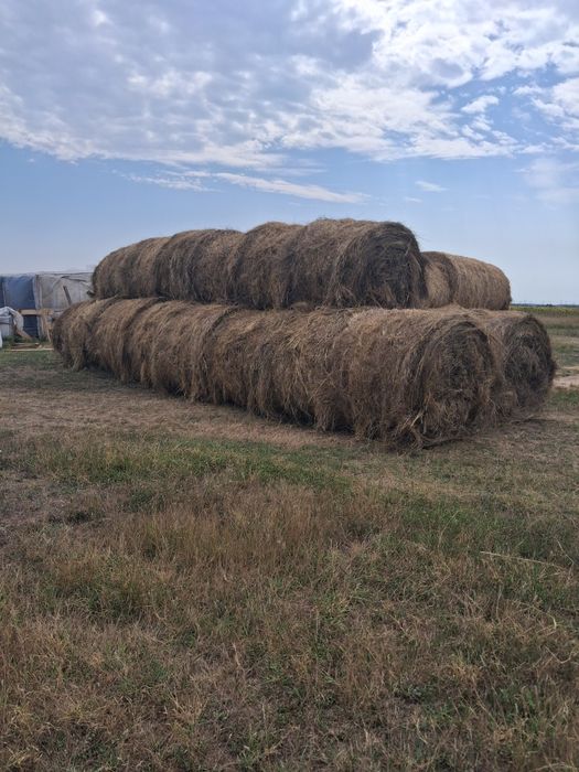 Baloti de fân rotuzi de vanzare de 160 înălțime si 120 latime