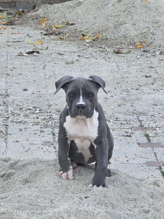 American Staffordshire Terrier cu pedigree