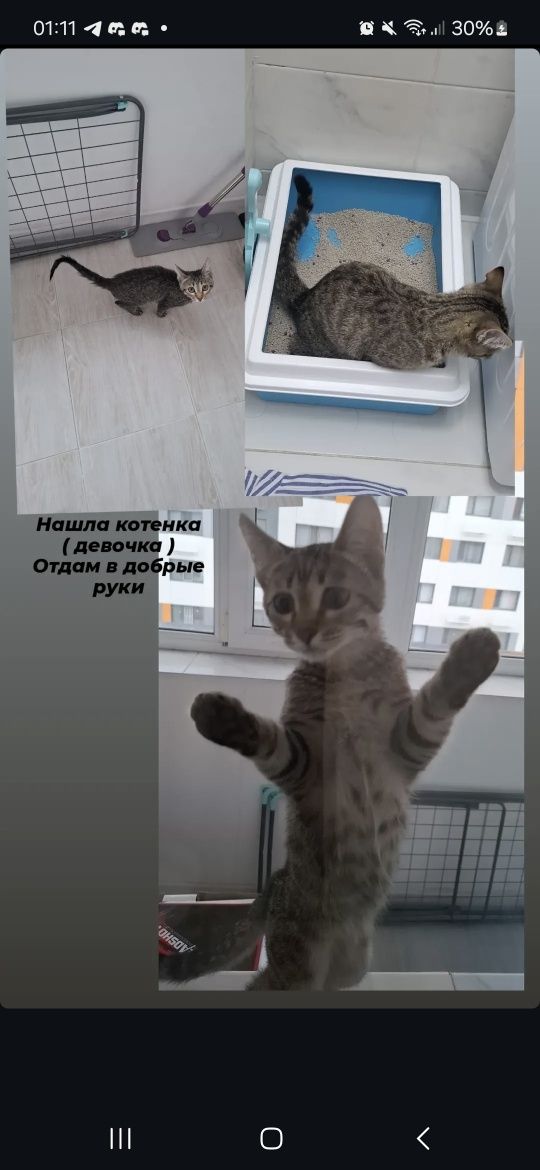 Котенок девочка 2 месяца