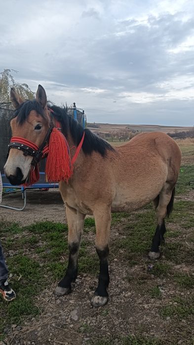 Vând mânză semi grea  sau schimb cu mânză galbena până în 5 luni