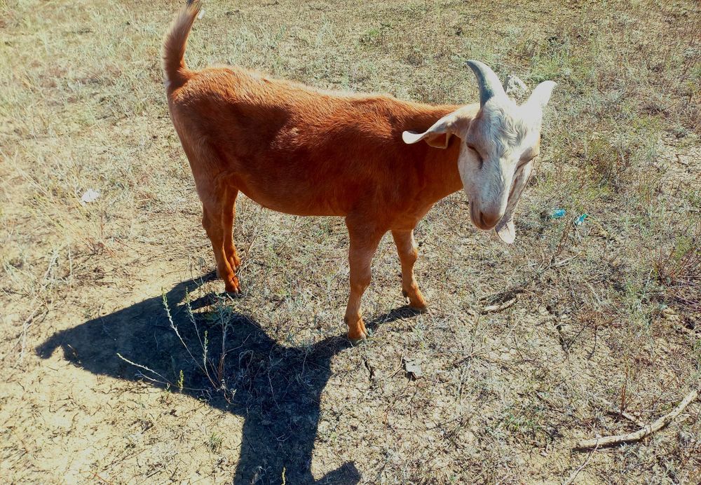 Англо-нубийский козёл на прокат