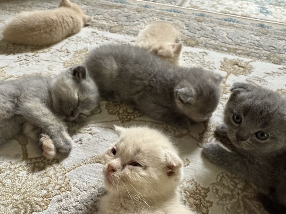 Кошка, скоттиш фолд