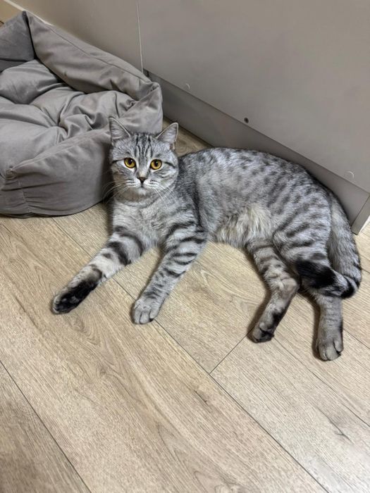 Кошка в ответственные руки