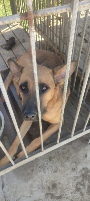 Ищем старых или новых более ответственых хозяев