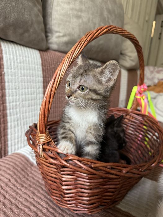 Отдам котенка в хорошие руки