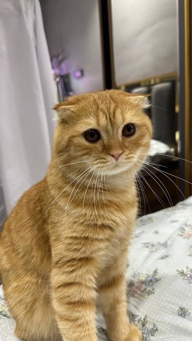 Продам Скоттиш фолд