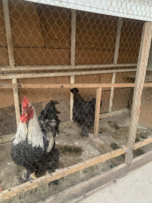 Tovuq ba Xoroz  srochna