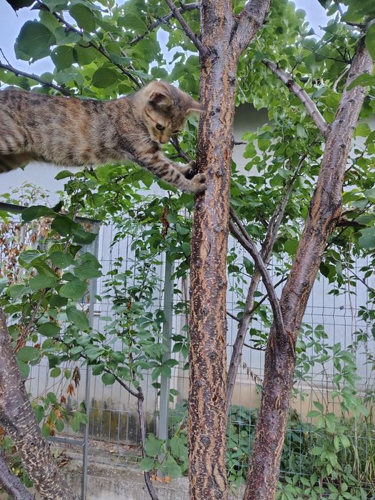 Donez pisicuță 5 luni