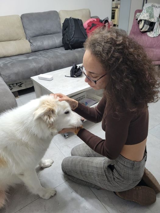 Pet-sitter / dog-sitter / cat-sitter
