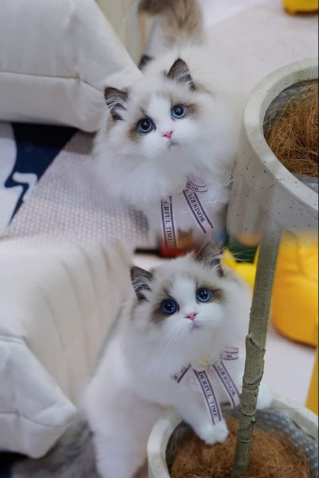 Regdoll  n01 pitomnic