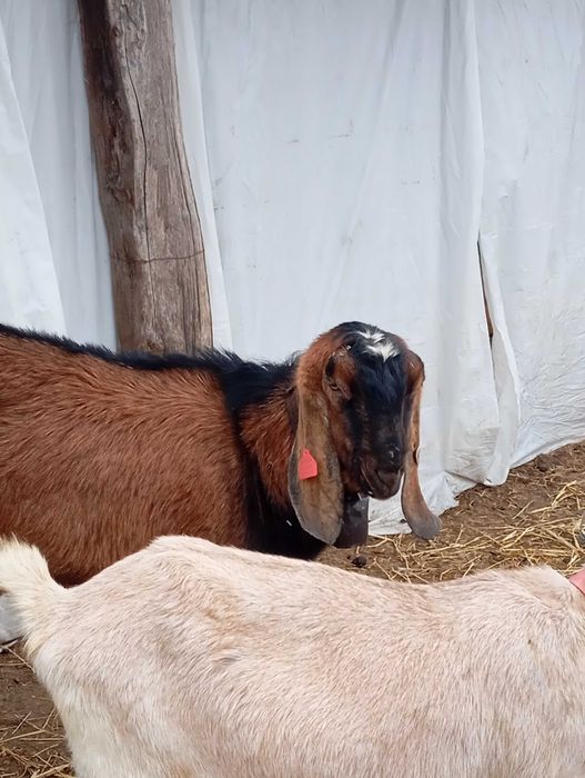 Tapișor de vânzare din tata cu pedigree și mama F3 3 l la mulsoare.